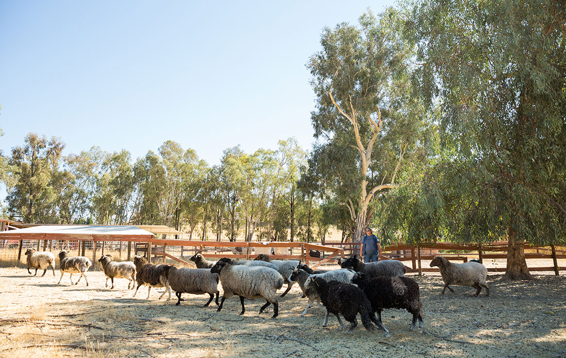 sheep farm in Vacaville, CA