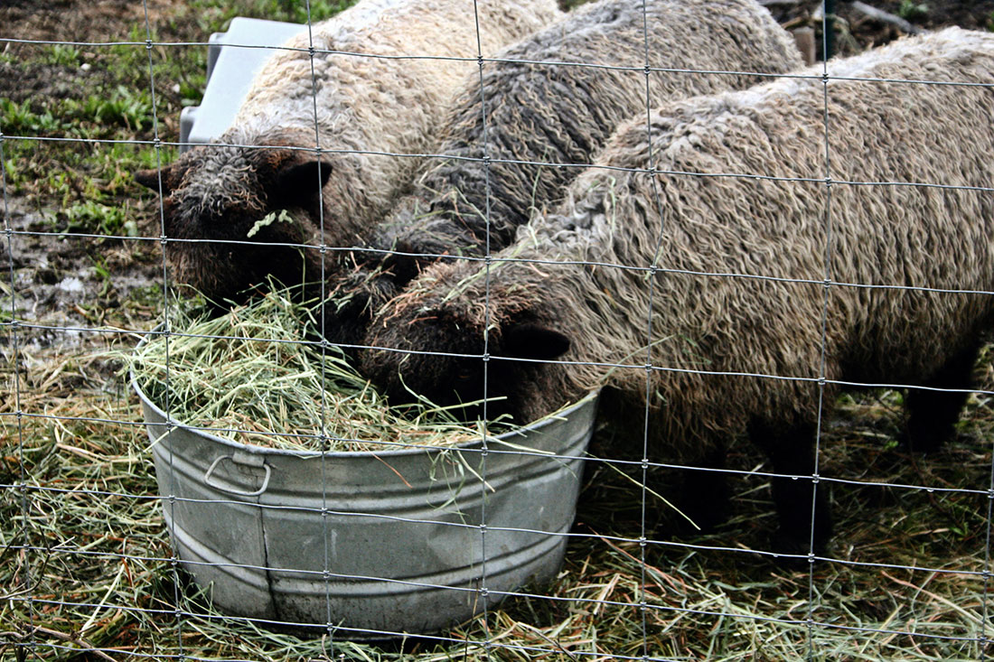 angora goats eating hay