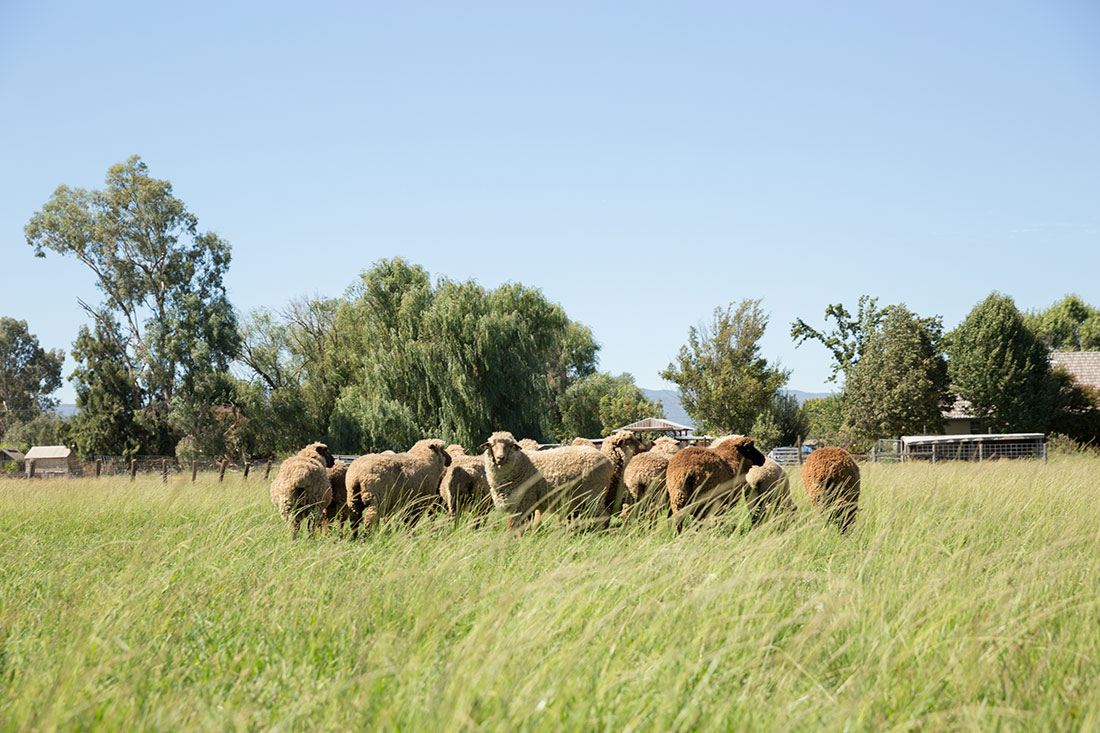 Colleen's flock of fiber sheep