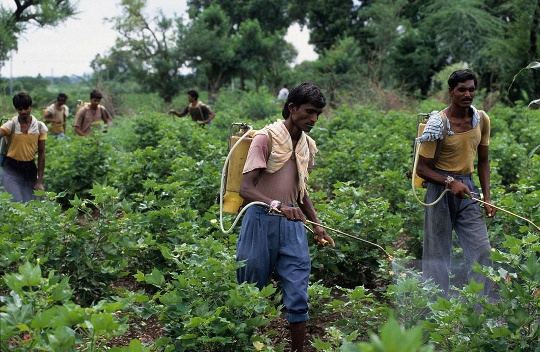 Farm workers in Madhya Pradesh, India, spray a pesticide cocktail in a gene-modified Bt cotton field against pests like Bollworm. Photo by Joerg Boethling / Alamy