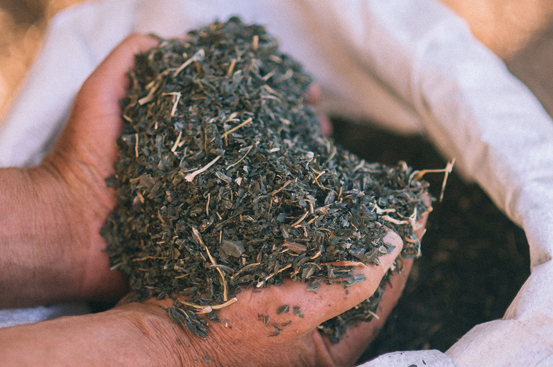 Dried indigo leaves, ready to be composted into sukumo, which provides blue pigment in the dye bath