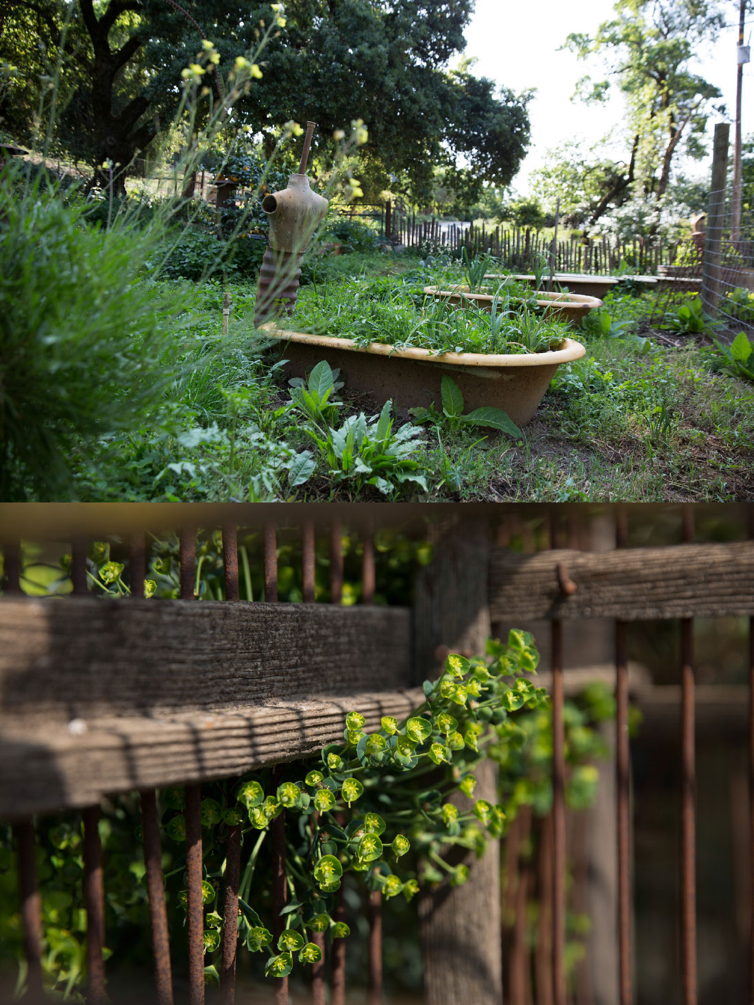 some of the gardens on Mary's ranch