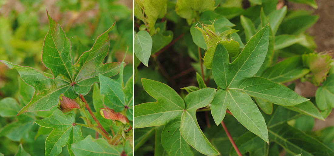 G. hirsutum leaf (left), G. barbadense leaf (right)