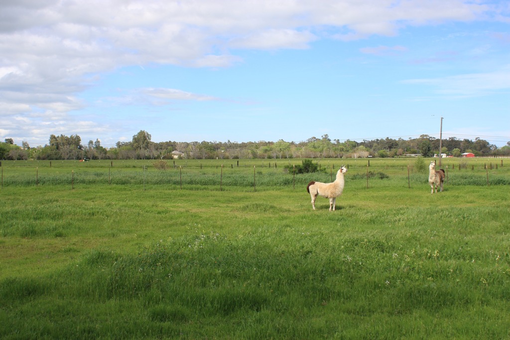 landscape with llama