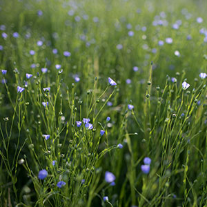 organically grown flax, photo by Paige Green