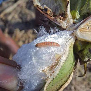 Bollworm on Bt cotton, photo via thehindu.com 