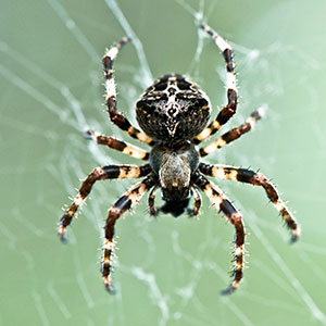 spider, photo courtesy of ETC Group
