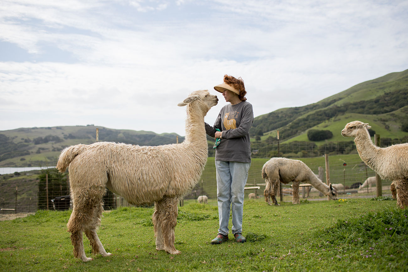 Alpacas of Marin, photo by Paige Green
