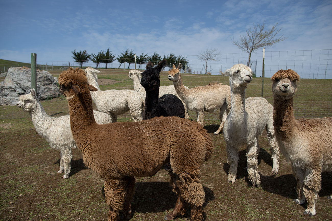 Alpacas of Marin, photo by Paige Green