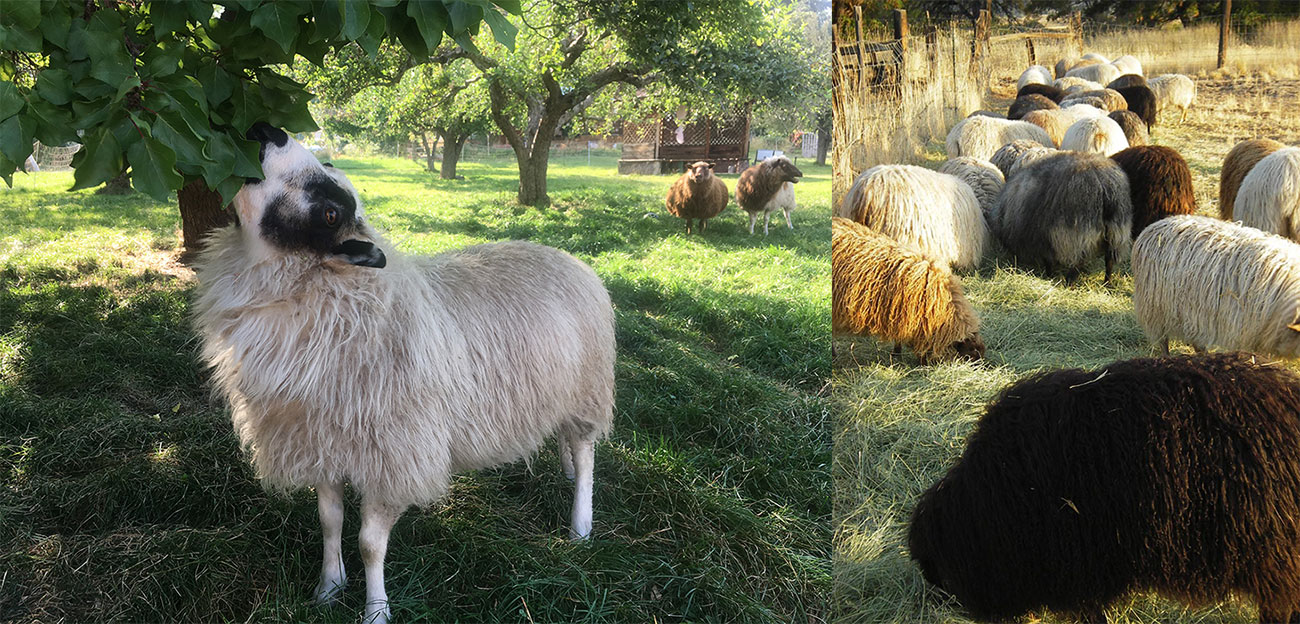 Sophie's Icelandic Sheep