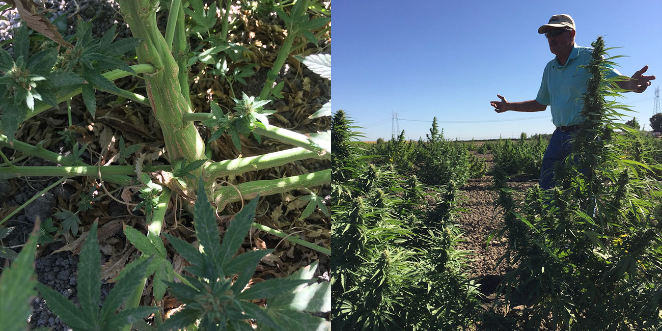 hemp specialized for CBD production, photos by Nick Wenner